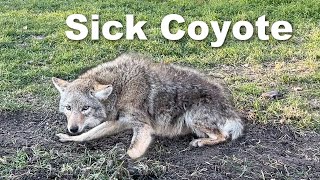 Two Coyotes Taken Out and Both Had Serious Problems [upl. by Miquela640]