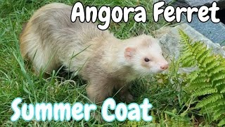 Angora Ferret Moulting into Shorter Summer Coat [upl. by Lynde575]