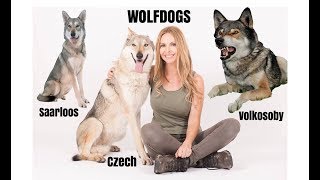 WOLFDOGS  WHICH ONE IS BEST  Czechoslovakian Wolfdog Saarloos Volkosoby [upl. by Flem]