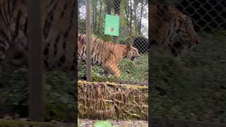 Royal Bengal Tiger 🔥tiger nationalanimals shorts shortvideo viralvideo [upl. by Storer]