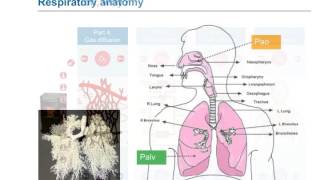 eLearning Lung ventilation natural and mechanical [upl. by Anua]