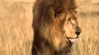 El León mata Hienas mejor documental del mundo [upl. by Aniraad]