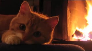 Ronronthérapie et Feu de Cheminée Douillet pour Dormir 🎵 Relaxing Fireplace Crackling amp Purring Cat [upl. by Annawoj]