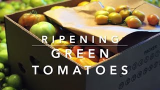 How to Ripen Green Tomatoes [upl. by Einor59]