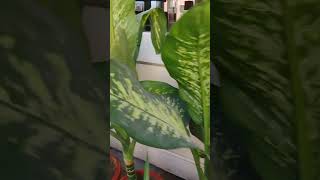 Dieffenbachia seguine gardenplants gardenlove gardeninggarden [upl. by Llerred910]