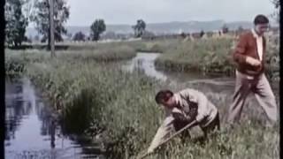 Heimatfilm Die Fischerin vom Bodensee 1956 [upl. by Hepsiba]