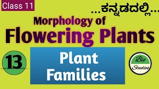 Class 11 ಕನ್ನಡದಲ್ಲಿ  Morphology of Flowering Plants  13  Plant Families [upl. by Aizti]