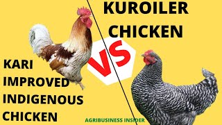 KARI Chicken VS Kuroiler ChickenPoultry farming in Kenya [upl. by Alleuqcaj]