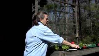 How to Plant Peas in a Waist High Raised Bed Garden [upl. by Aniratak314]