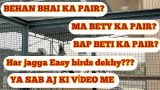 BAP BETI KA PAIRMA BETY KA PAIREASY BIRDS HAR JAGGADEKHY HAIN SACH BTANA HA AP SAB NY DEKH KAR [upl. by Aker908]