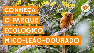 Conheça o Parque Ecológico MicoLeãoDourado e o trabalho da AMLD [upl. by Killie]