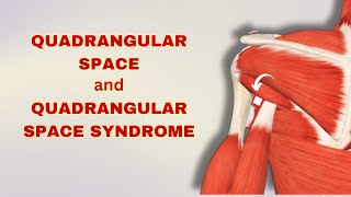 Quadrangular space amp Syndrome Causes Symptoms and Management  Doctor Speaks [upl. by Edroi]