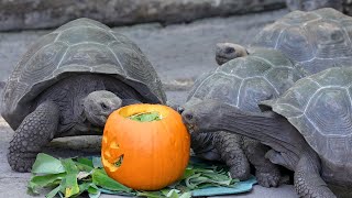 Giant Galapagos Tortoises Celebrate Pumpkin Day at Disney’s Animal Kingdom [upl. by Ennovihc]