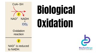 Biological Oxidation Reduction Reactions  Biochemistry [upl. by Eilahs]