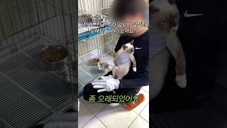 아빠만 믿어 2탄 아기고양이 고양이입양 코숏 [upl. by Artap]