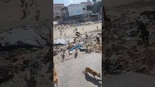 He is feeding cats in Gaza gaza palestine food cat catlover animals shorts trending fyp [upl. by Eerrehc]