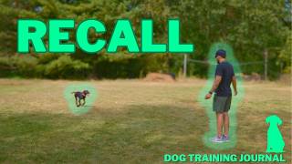 Teaching our Dog RECALL   Dog Training Journal 7 [upl. by Russom]