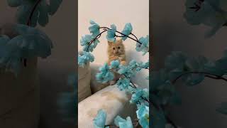 Petals and Purrs Chester’s Playful Flower Attack cat catlover catshorts cute catstagram [upl. by Nylek27]