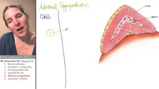 ANS 5 Adrenal sympathetic [upl. by Aissac]