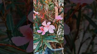 Nerium oleander is a poisonous perennial plant of the periwinkle family nerium plant flowers [upl. by Attenad]