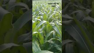 मका कशी आहे rain automobile sheti farming rapsong rapmotivation motivational [upl. by Nitsirhc]