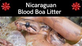 Huge Boa Litter from My Nicaraguan Het Blood Boa [upl. by Isidora]