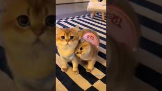 cat video new 2024 😻😻😺🤫shorts [upl. by Aerdnak411]