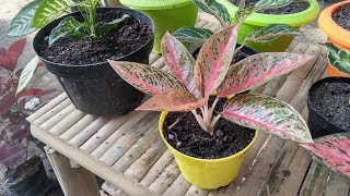 Aglaonema Plants  Types of Aglaonema [upl. by Epoh]