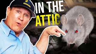 How to GET RID of RATS IN YOUR ATTICBEST Rodent Removal [upl. by Okin]