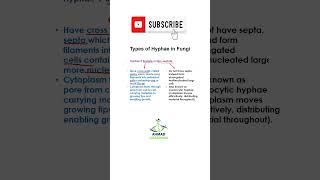 Types of Hyphae in Fungi  Short Biology Video [upl. by Aynuat]