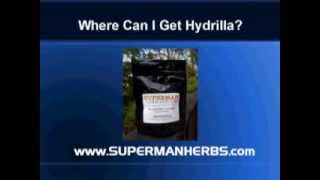 Hydrilla Verticillata Supplement Benefits [upl. by Jc985]