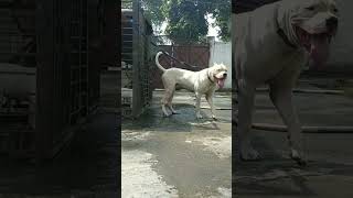 DOGO ARGENTINO dog americanbully pitlove dogbreed pitbullegatos dragonspitkennel motivation [upl. by Tutt946]