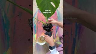 Monstera Propagation  Part 1 propagation plantpropagation monstera [upl. by Uyerta]