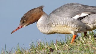 Smergo maggiore suoni  Goosander sounds Mergus merganser [upl. by Lai246]