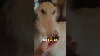 Longest bois in the world borzoi dog [upl. by Elleiad217]