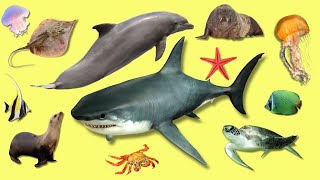 Learn Easy Sea Animals for Kids  Sea Creatures for Kids  Learn Sea Animals for Children  AllAges [upl. by Woody620]