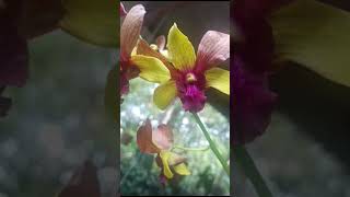 Orchid flowers [upl. by Dougal]