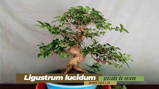 BONSAI de LIGUSTRUM  trabajos de verano  Poda y Pinzado [upl. by Teresita42]