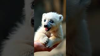 Polar Paws CUTENESS Overload with a Baby Bear polarbear cutebabyanimals cutnessoverload [upl. by Lindon]