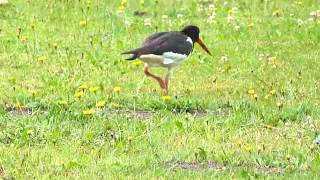 Austernfischer im Münsterland  Oystercatchers in Westphalia [upl. by Feeley]