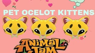 New update Pet Ocelot Kittens Animal JamPlay Wild [upl. by Bruner]