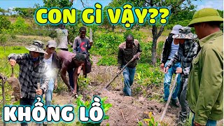 Thế Nhân  Lần Đầu Tiên Săn Được Chuột Siêu To Khổng Lồ Ở Nông Trại Số 2 Bản Kapingala [upl. by Nyla]