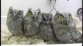 Screech Owls at WildCare [upl. by Ahseik277]