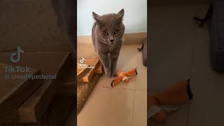 1black cat viral video reaction 😂😂cat viral funny shorts [upl. by Cumine]