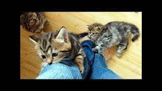 Cute Kittens Climbing On People Compilation 2018 NEW [upl. by Eahc]