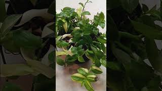 transcendia houseplant care tutorial plants gardening garden plant houseplants planting [upl. by Sirahs982]