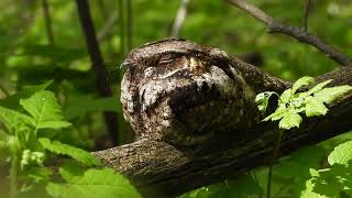 Eastern Whippoorwill Antrostomus vociferus Point Pelee National Park Ontario Canada [upl. by Keriann]