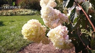 Comment tailler un hydrangea paniculata   Truffaut [upl. by Luehrmann51]