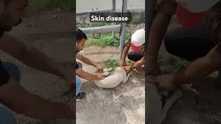 dog skin infection treatment shorts viral dogcare doglover animals pets cuteanimal [upl. by Ulphiah]