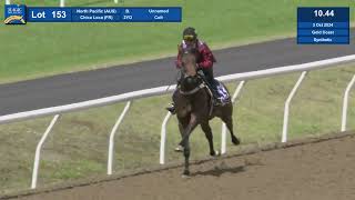 Lot 153 2024 Magic Millions Gold Coast Horses In Training Sale [upl. by Eimrots]